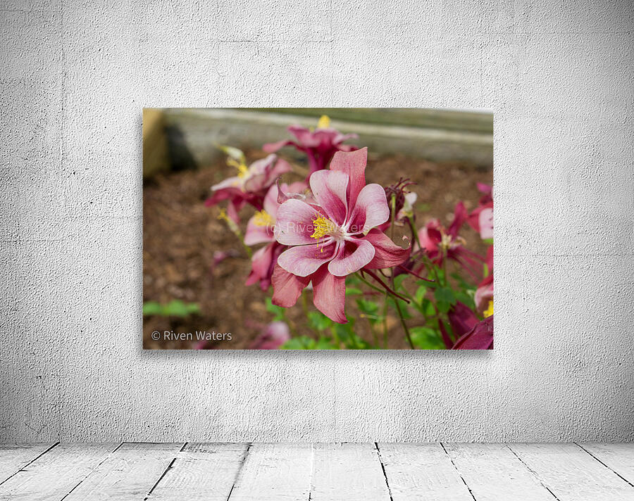Flowers021 Wall Preview