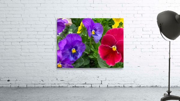 Flowers035 Wall Preview