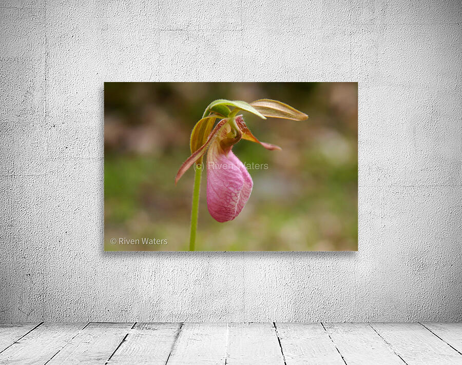 Flowers031 Wall Preview