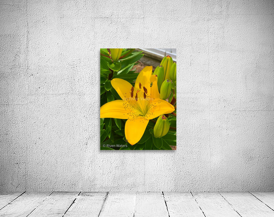 Flowers018 Wall Preview