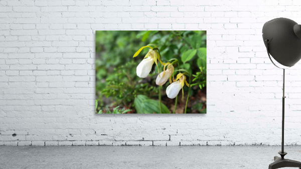Flowers015 Wall Preview