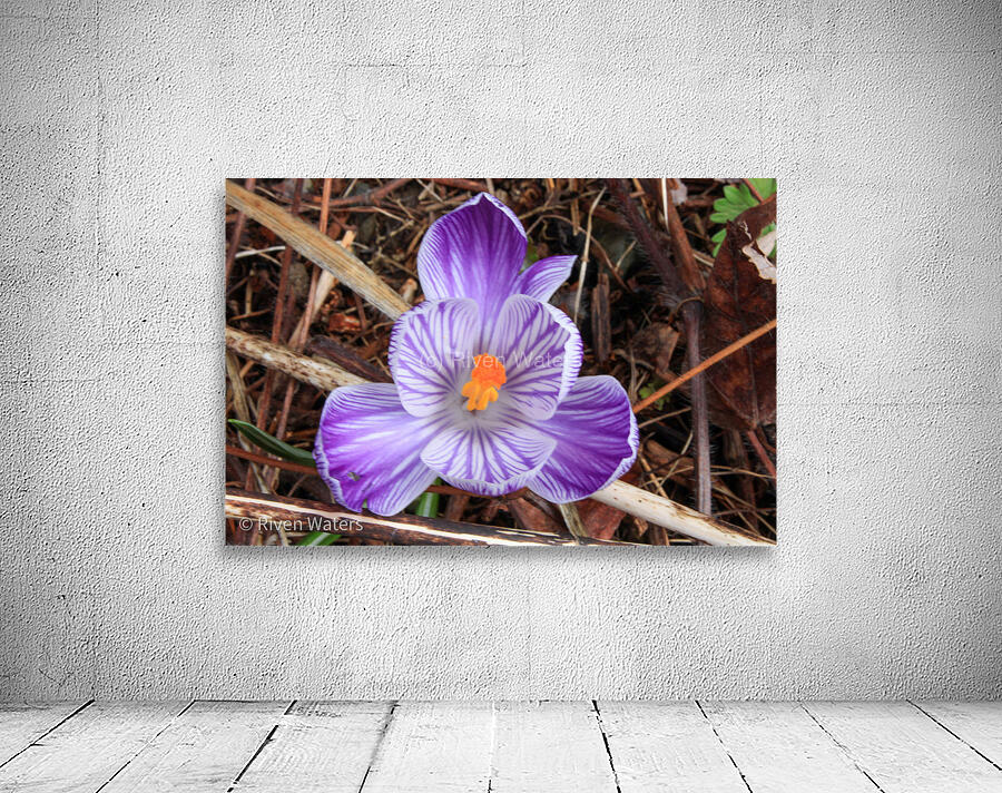 Flowers013 Wall Preview
