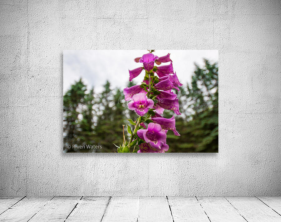 Flowers011 Wall Preview