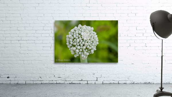 Flowers003 Wall Preview