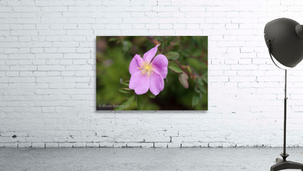 Flowers017 Wall Preview