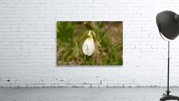 Flowers004 Wall Preview