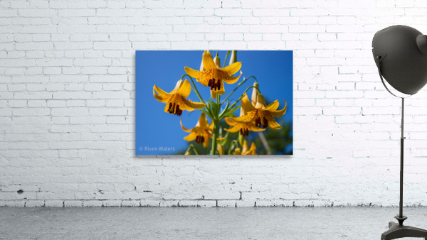 Flowers020 Wall Preview