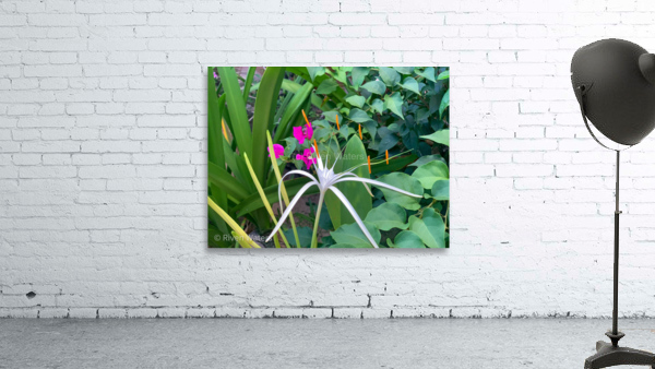 Flowers023 Wall Preview