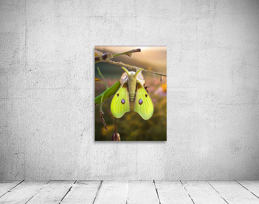Luna Moth - Gold Leaf Wall Preview