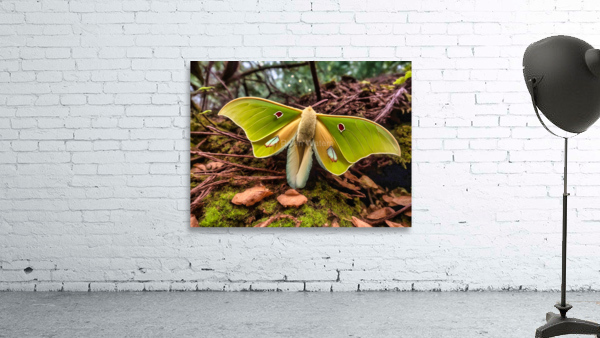 Luna Moth - Red Eye 2 Wall Preview