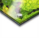 Green Leaf Acrylic print