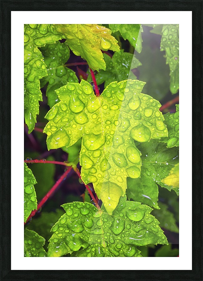 Green Leaf Picture Frame print