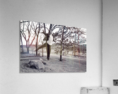 Aloft Acrylic Print