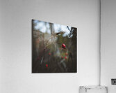  VOP5728 Acrylic Print