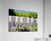 B2 Acrylic Print