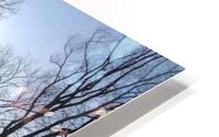 Central Park Winter HD Metal print