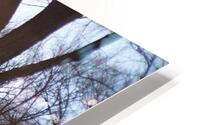 Central Park HD Metal print