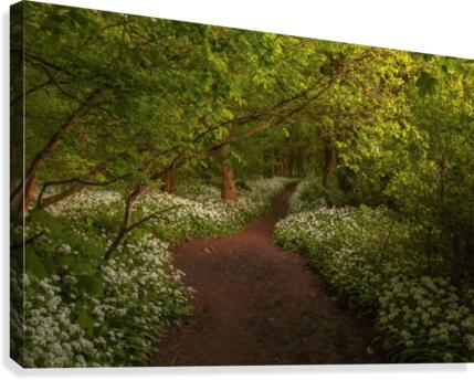 The Path to Fairytales, Ramsons Wood, Lancashire, UK Canvas Print