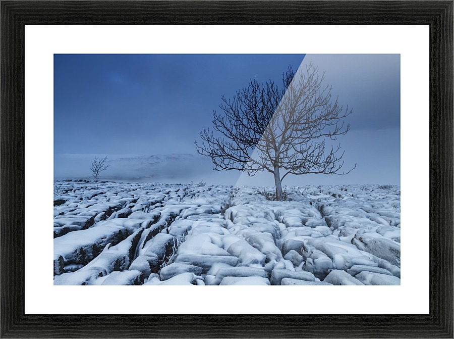 Cold Blue Trees, Yorkshire Dales, UK Picture Frame print