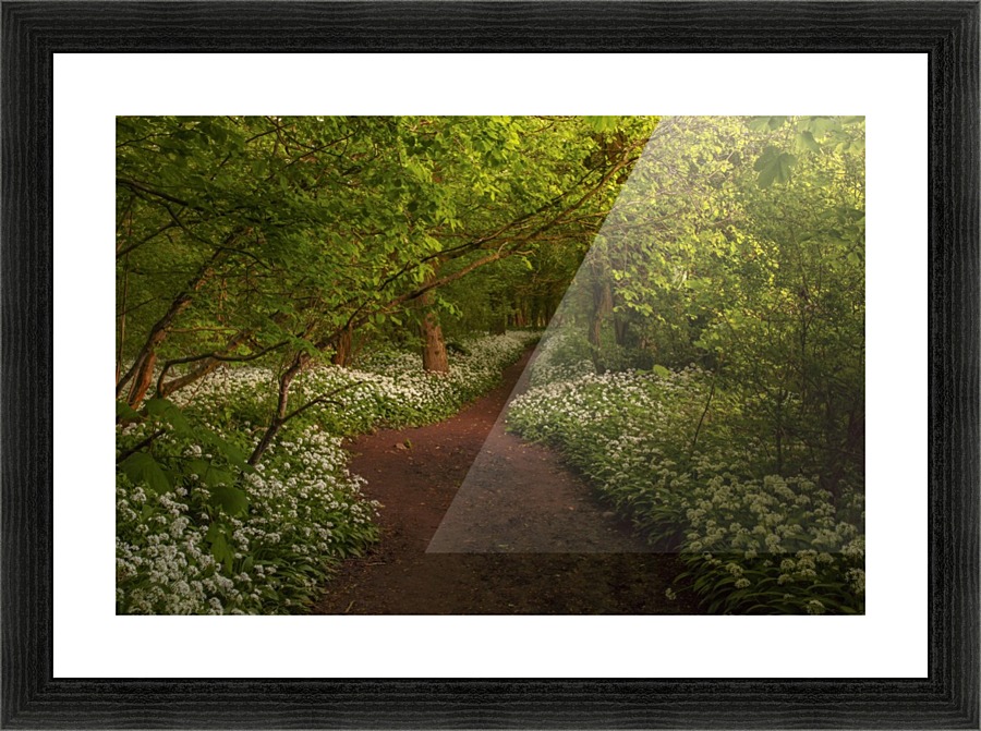 The Path to Fairytales, Ramsons Wood, Lancashire, UK Picture Frame print