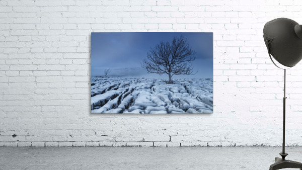 Cold Blue Trees, Yorkshire Dales, UK Wall Preview