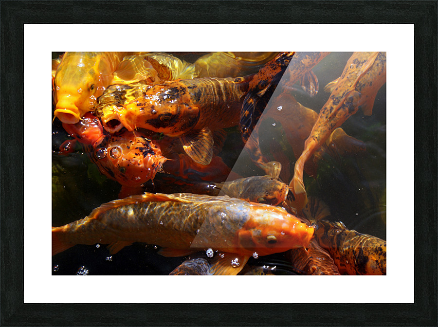 FISH2 Picture Frame print