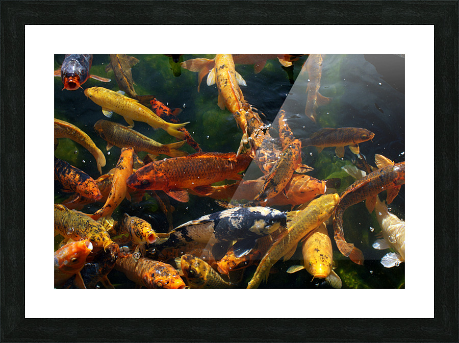 FISH1 Picture Frame print