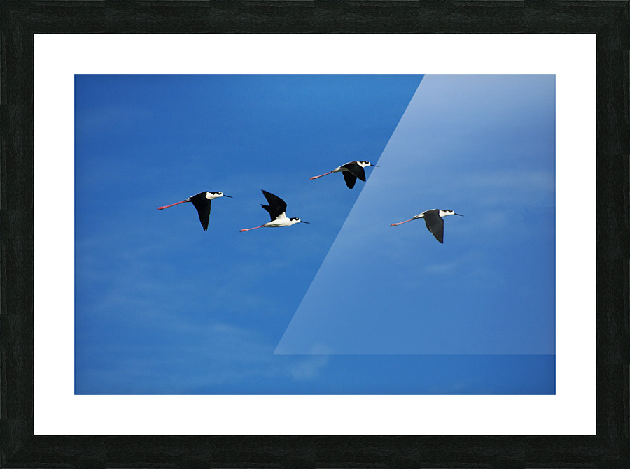 SS BIRDS Picture Frame print
