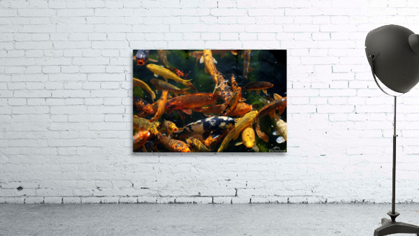 FISH1 Wall Preview