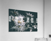 Daisy  Acrylic Print