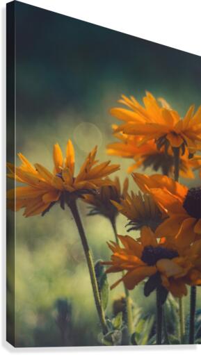Dont Pass Me By Canvas Print