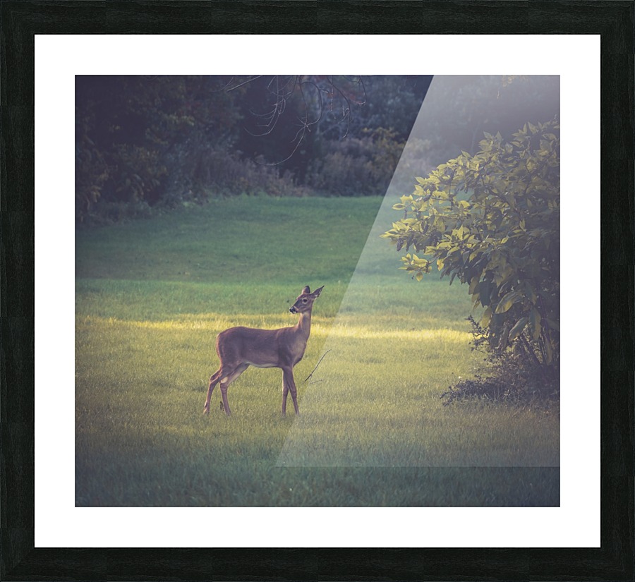 Wary Wanderer Picture Frame print