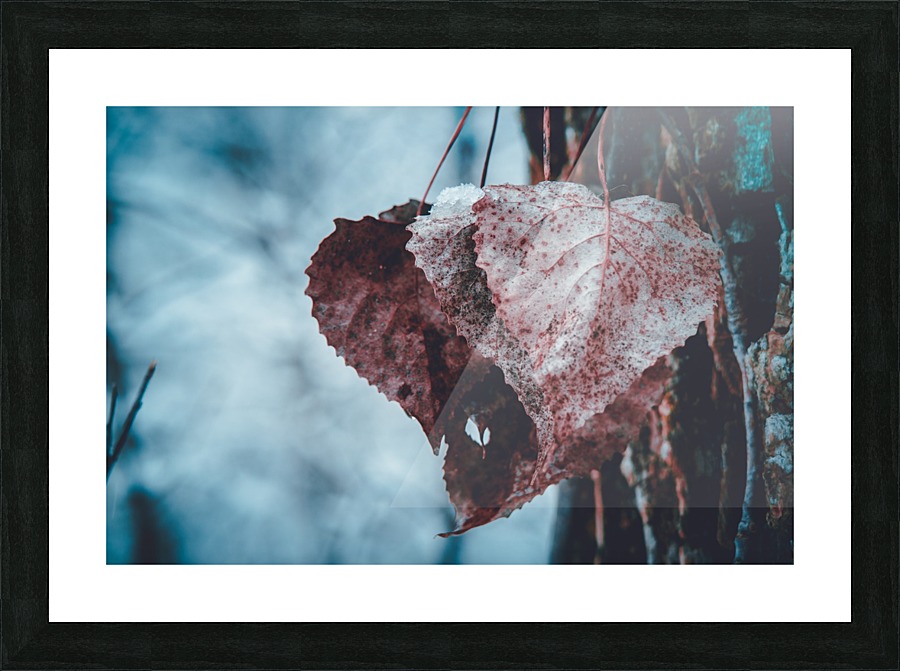 Cold Hearts  Picture Frame print