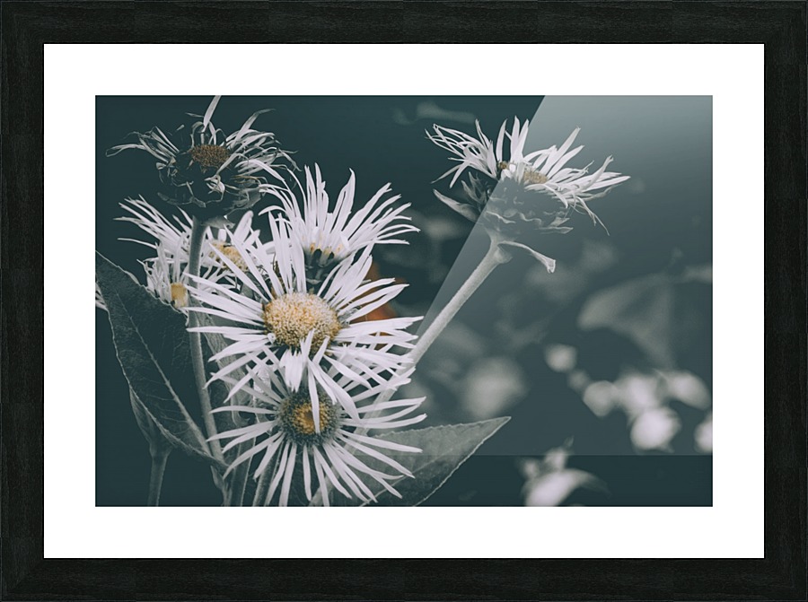 Daisy  Picture Frame print