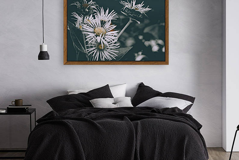 Daisy  by Faded Photos