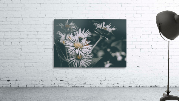 Daisy  Wall Preview