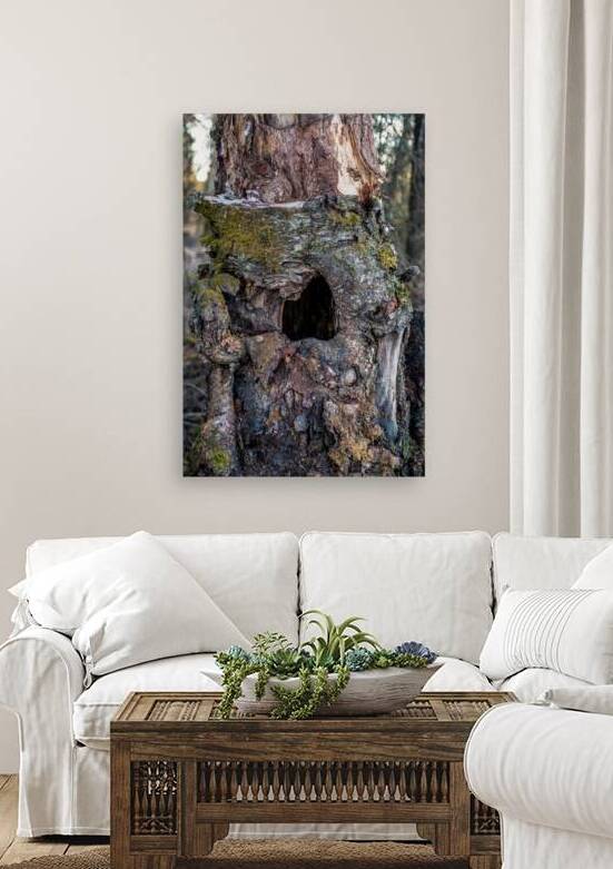 Moss Hollow by Benlo