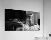 DSC00027 Acrylic Print