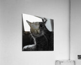 DSC00022 Acrylic Print