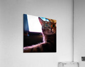 DSC00023 Acrylic Print