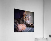DSC00026 Acrylic Print