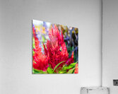 DSC00570 Acrylic Print