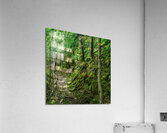 DSC00704 Acrylic Print