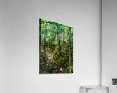 DSC00703 Acrylic Print