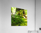 DSC00698 Acrylic Print