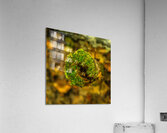 DSC00733 Acrylic Print