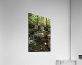 DSC00744 Acrylic Print