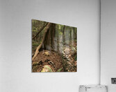 DSC00728 Acrylic Print