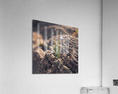DSC00719 Acrylic Print