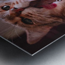DSC00030 Metal print